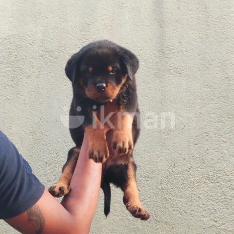 Rottweiler Puppy