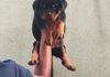 Rottweiler Puppy Dog
