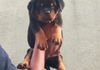 Rottweiler Puppy in Piliyandala