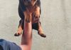Rottweiler Puppy Pets