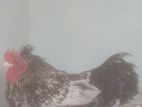 බෙන්‍ටම් Chick