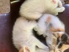 Kitten for Kind Home