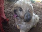 Shih Tzu Puppies