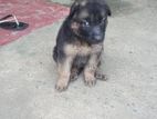 German Shepherd Puppy