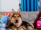 German Shepherd Male Dog for Crossing
