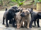 Mix German Shepherd Puppies