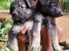 German Shepherd Puppys