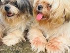 ShihTzu Pappy