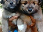 Pomanerian Puppies