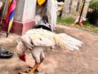 Rooster