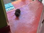 Kittens for Kind Home