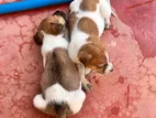 Puppys for Kind Home