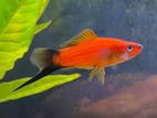 Swordtail Fish