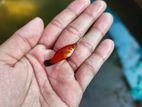 Swordtail Fish