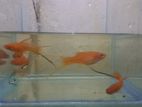 Swordtail Fish