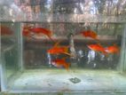 Swordtail Layertail