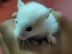 Syrian Hamster
