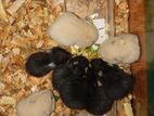 Hamster Babies