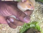 Syrian Hamster