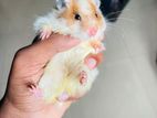 Syrian Hamster