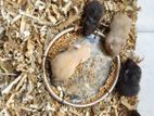 Syrian hamster