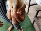 Syrian Hamster
