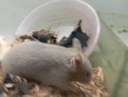 Syrian Hamster