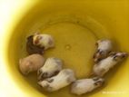 Syrian Hamsters