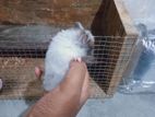 Syrian Hamster with Cage