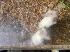 Syrian Hamsters