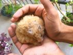 Syrian Hamsters