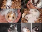 Guinea Pig