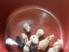 Syrian Short Hair Hamsters-8 Pair