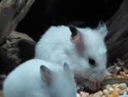 Syrian Teddy Hamster