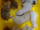 Syrian Teddy hamster