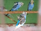 T-Budgies