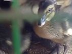 Ducklings