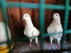 Pigeon
