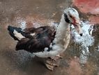 Farm Ducks