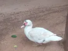 Ducks