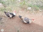 தாரா Ducks