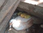 தாரா குஞ்சு