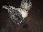 Farm Duck