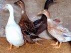 Ducks