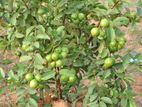 தாய்வான் கொய்யா