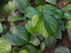 Betel Plant