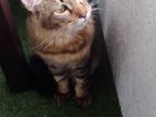 Tabby Cat