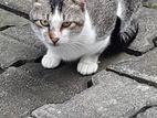 Cat for Kind Home