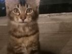 Tabby Cat