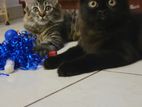 Sibarian Kittens